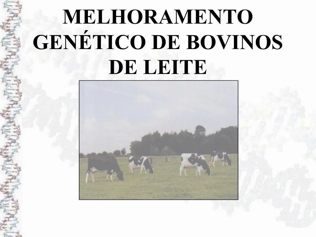 Ppt Melhoramento Gen Tico De Bovinos De Leite Powerpoint Presentation