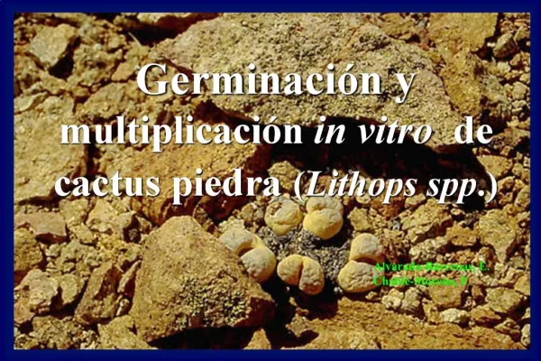 Germinaci n y multiplicaci n in vitro de cactus piedra Lithops spp.