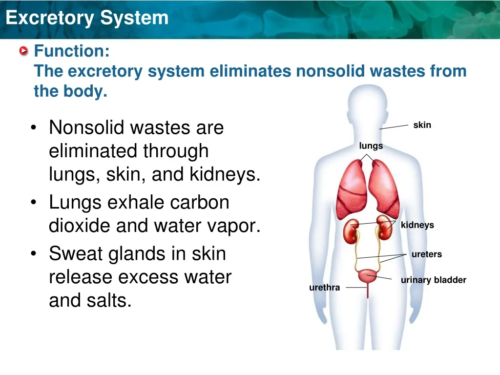 function the excretory system eliminates nonsolid wastes from the body