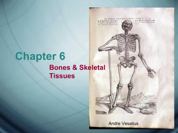 Functions of the skeletal system