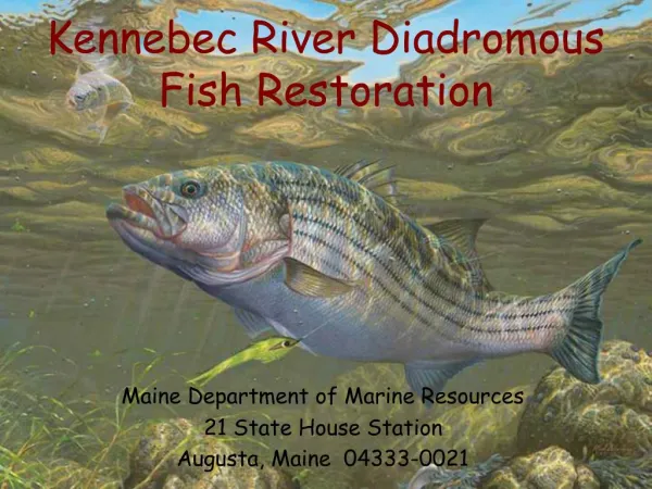 Kennebec River Diadromous Fish Restoration