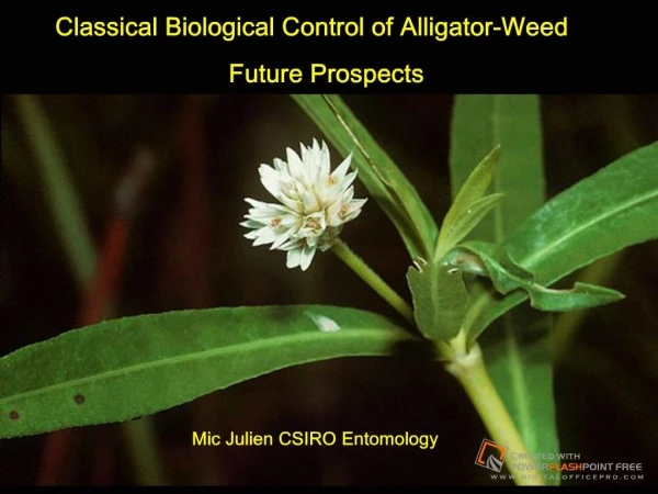 Classical Biological Control of Alligator-Weed