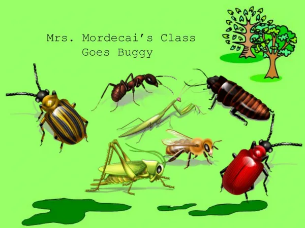 Mrs. Mordecai s Class Goes Buggy
