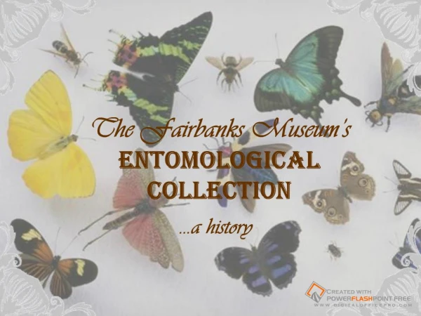 Fairbanks Museum's Insect Collection