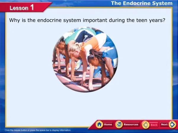 Why is the endocrine system important during the teen years