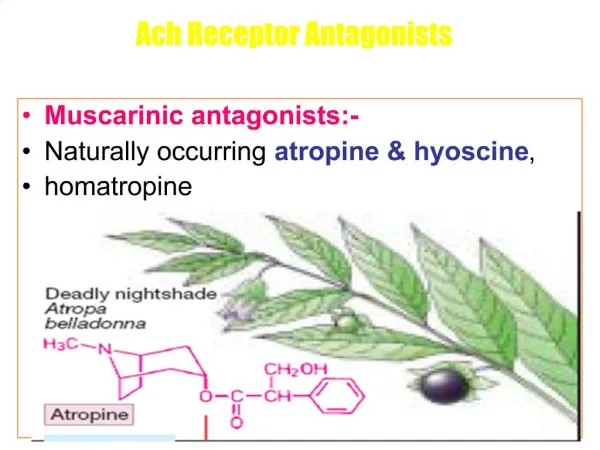 Muscarinic antagonists:- Naturally occurring atropine hyoscine, homatropine