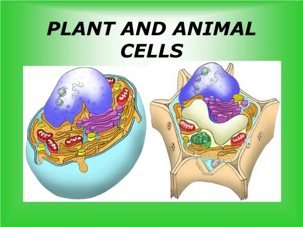 PLANT AND ANIMAL CELLS