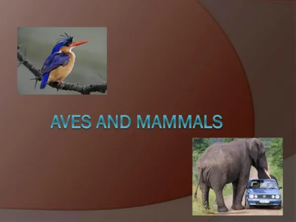 Aves and Mammals