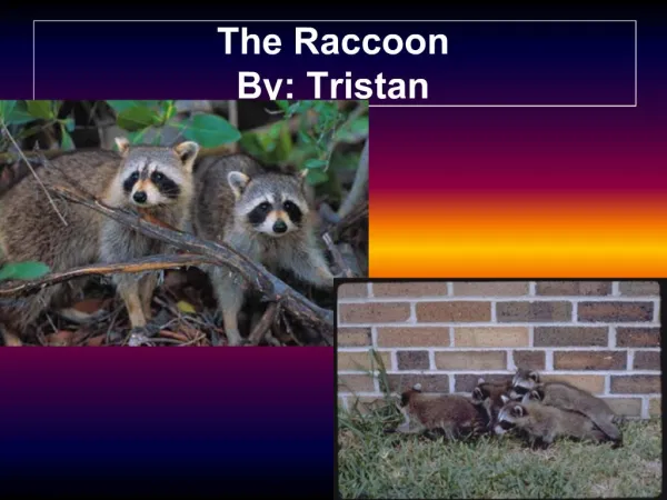 The Raccoon By: Tristan