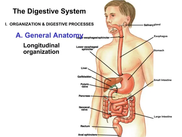 The Digestive System I. ORGANIZATION DIGESTIVE PROCESSES A. General Anatomy