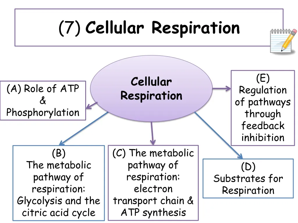 7 cellular respiration