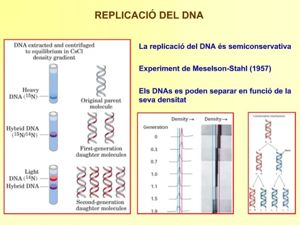 La replicaci del DNA s semiconservativa