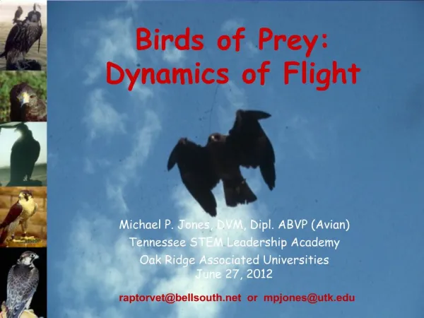 Birds of Prey: Dynamics of Flight