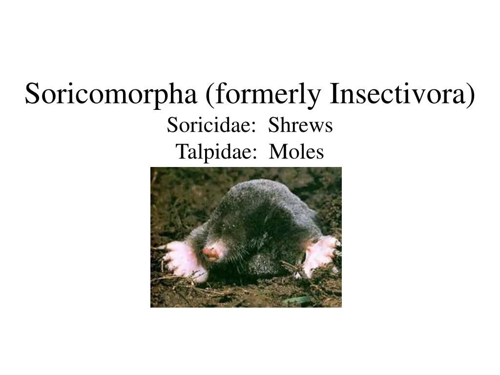soricomorpha formerly insectivora soricidae shrews talpidae moles