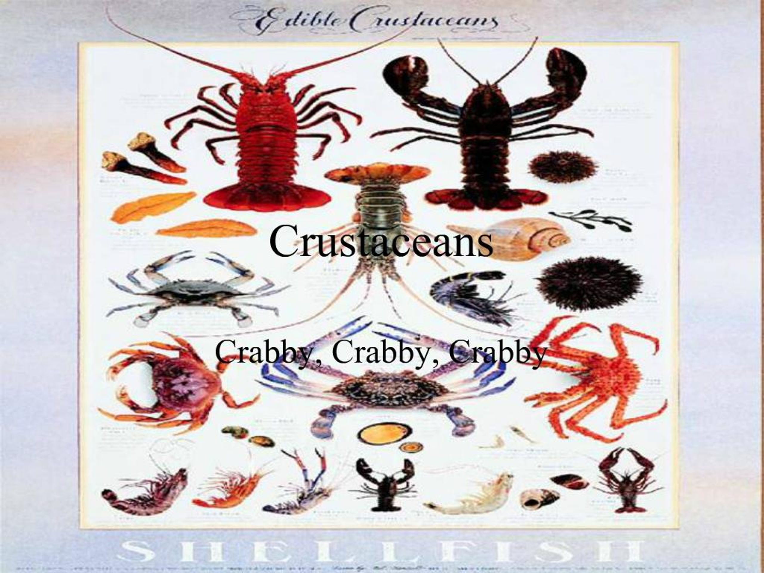 PPT - Crustaceans PowerPoint Presentation, free download - ID:1032810