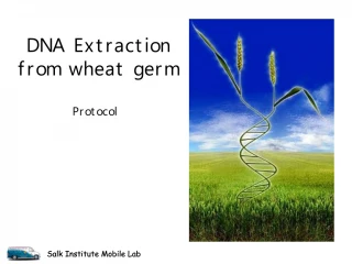 DNA Extraction from wheat germ - slide 1