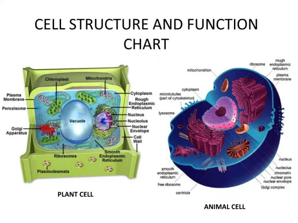 CELL STRUCTURE AND FUNCTION CHART
