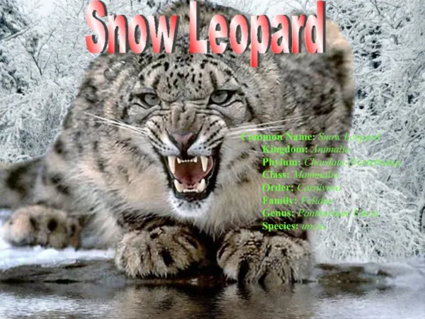 Common Name: Snow Leopard Kingdom: Animalia Phylum: Chordata Vertebrata Class: Mammalia Order: Carnivora Family: Fe