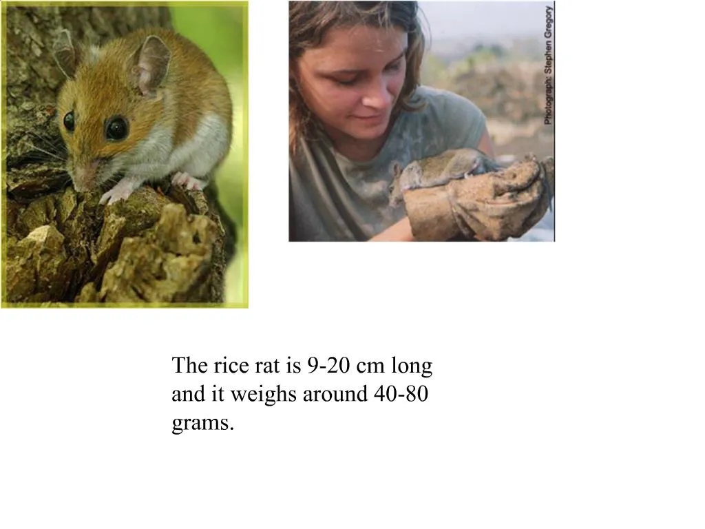 PPT - Rice Rat: Size, Weight, and Characteristics PowerPoint ...