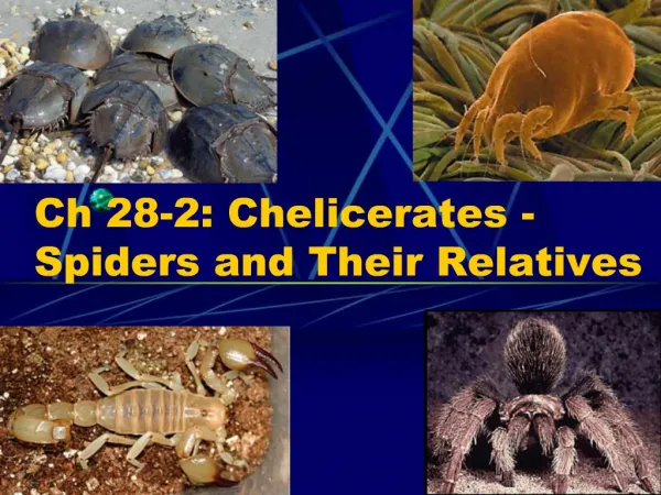 Ch 28-2: Chelicerates -Spiders and Their Relatives