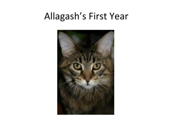 Allagash s First Year