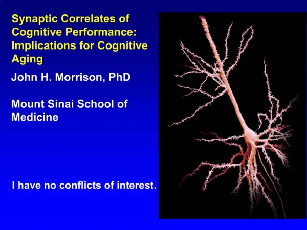 Synaptic Correlates of Cognitive Performance: Implications for Cognitive Aging