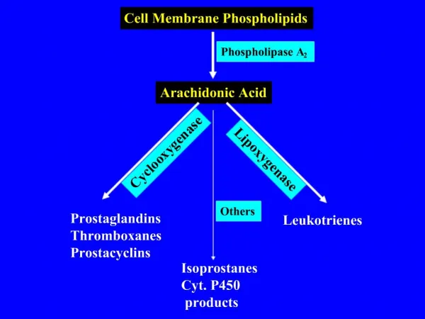 Cell Membrane Phospholipids