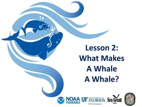 Lesson 2: What Makes A Whale A Whale?