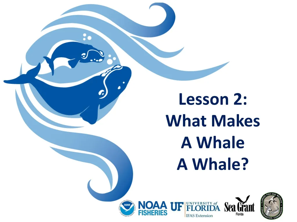 lesson 2 what makes a whale a whale