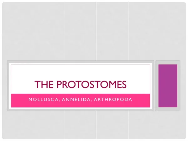 The Protostomes