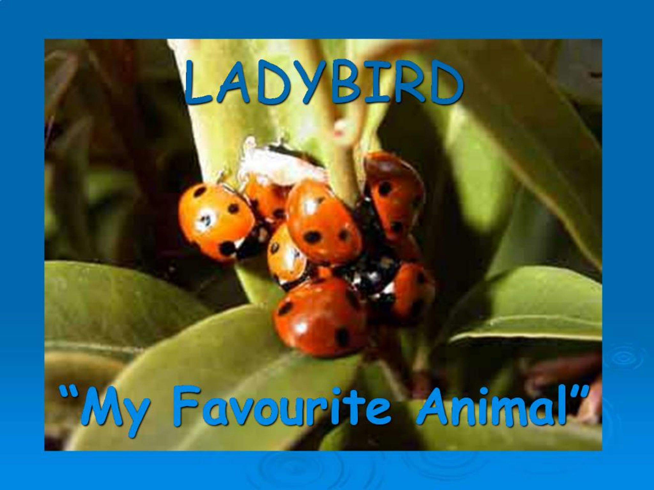 PPT - My Favourite Animal PowerPoint Presentation, free download - ID ...