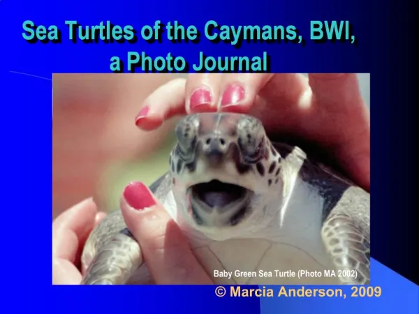 Sea Turtles of the Caymans, BWI, a Photo Journal