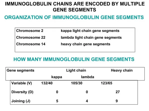 HOW MANY IMMUNOGLOBULIN GENE SEGMENTS