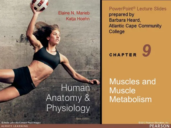 Muscles and Muscle Metabolism