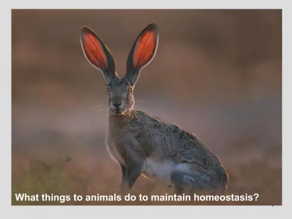 What things to animals do to maintain homeostasis