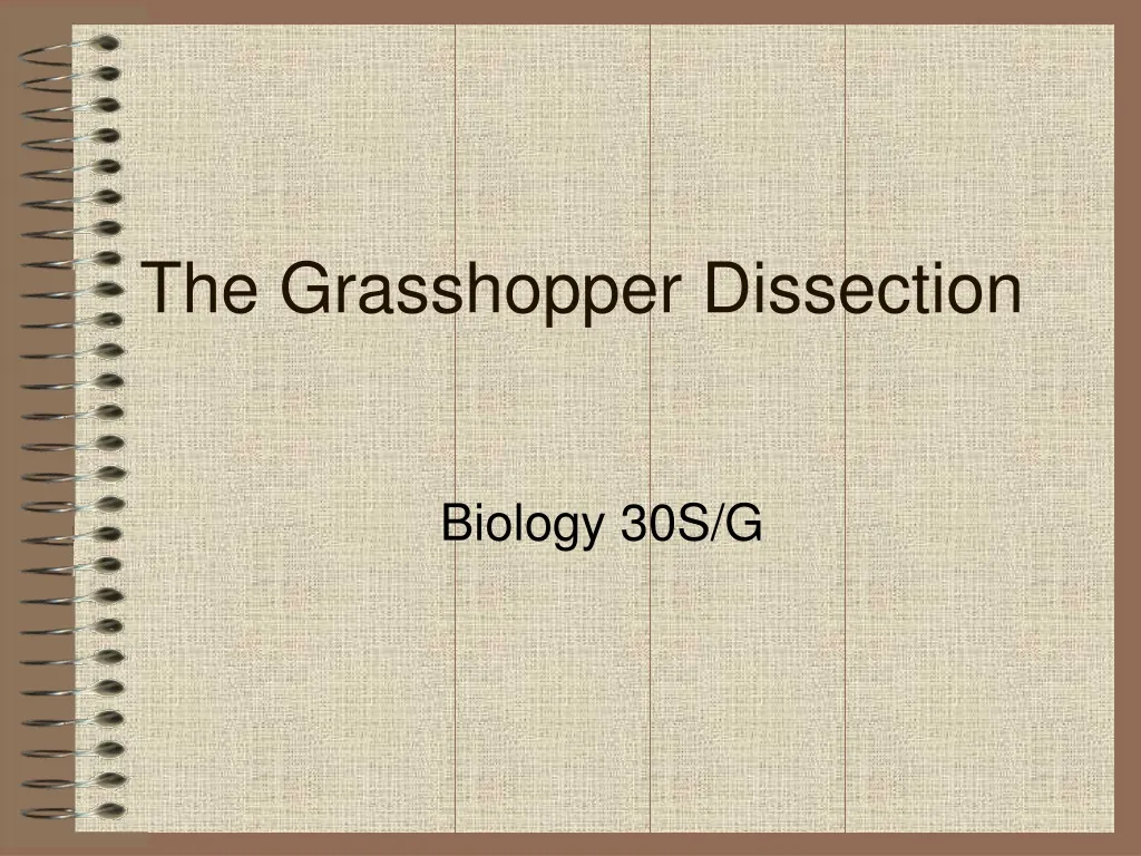 the grasshopper dissection