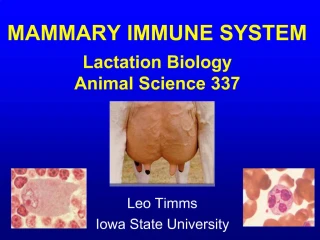 MAMMARY IMMUNE SYSTEM Lactation Biology Animal Science 337 - slide 1