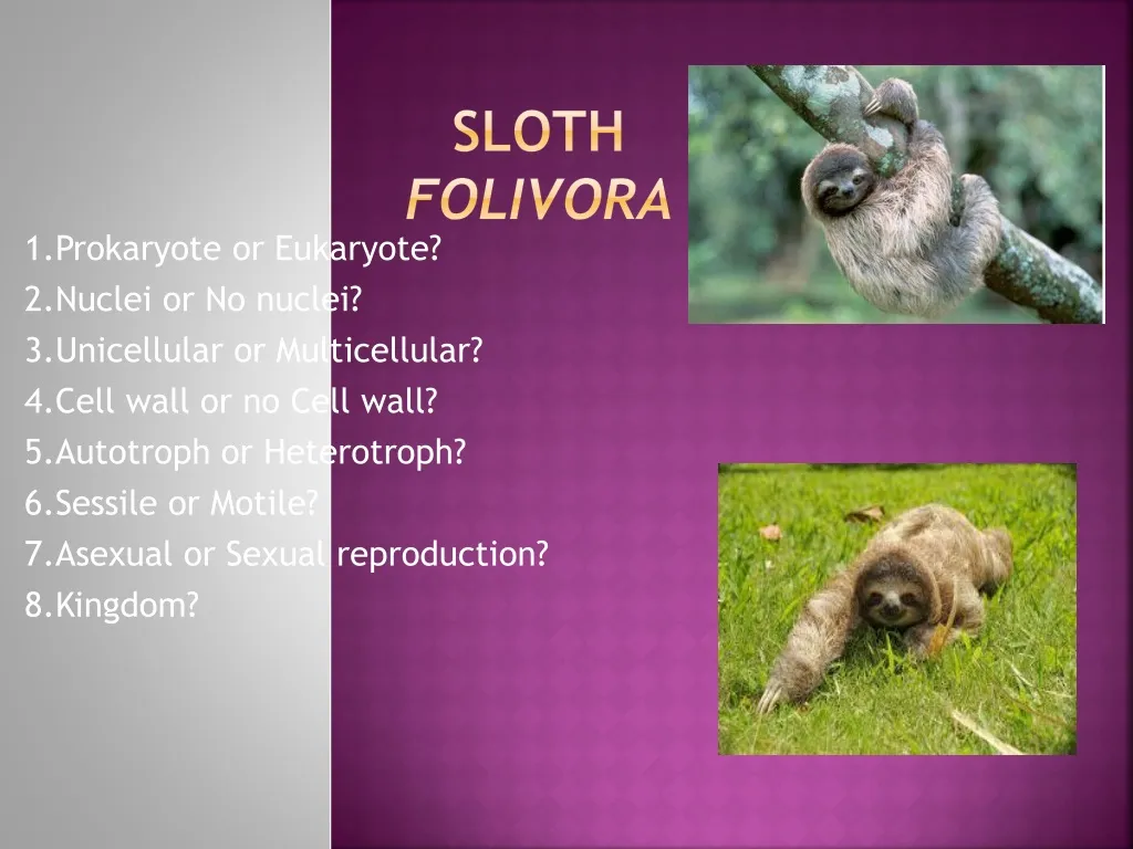 sloth folivora