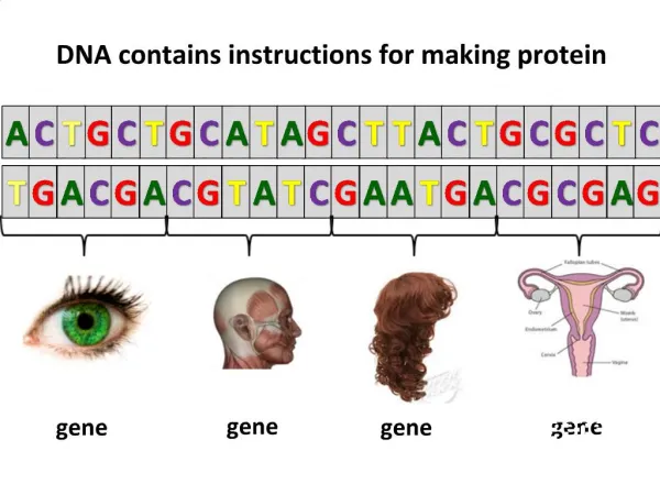 DNA contains instructions for making protein