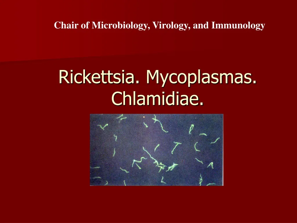 rickettsia mycoplasmas chlamidiae