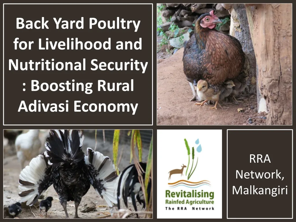 back yard poultry for livelihood and nutritional security boosting rural adivasi economy
