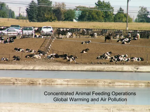 Concentrated Animal Feeding Operations Global Warming and Air Pollution