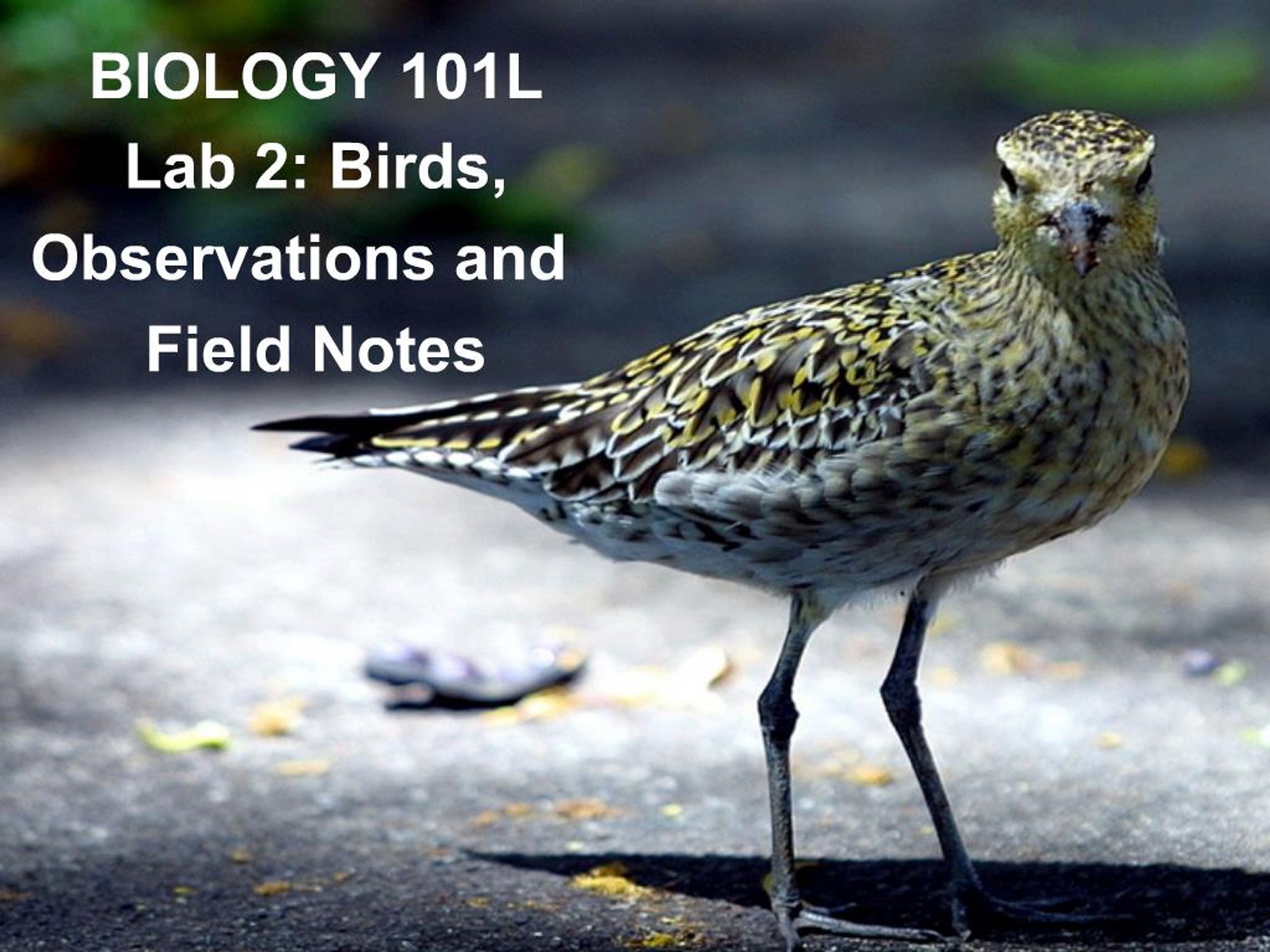 PPT - Observing Campus Birds: Identifying Species and Linking Habitats ...