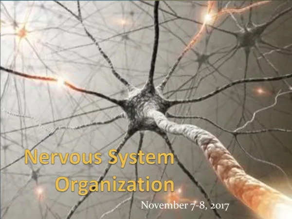 Nervous System Organization