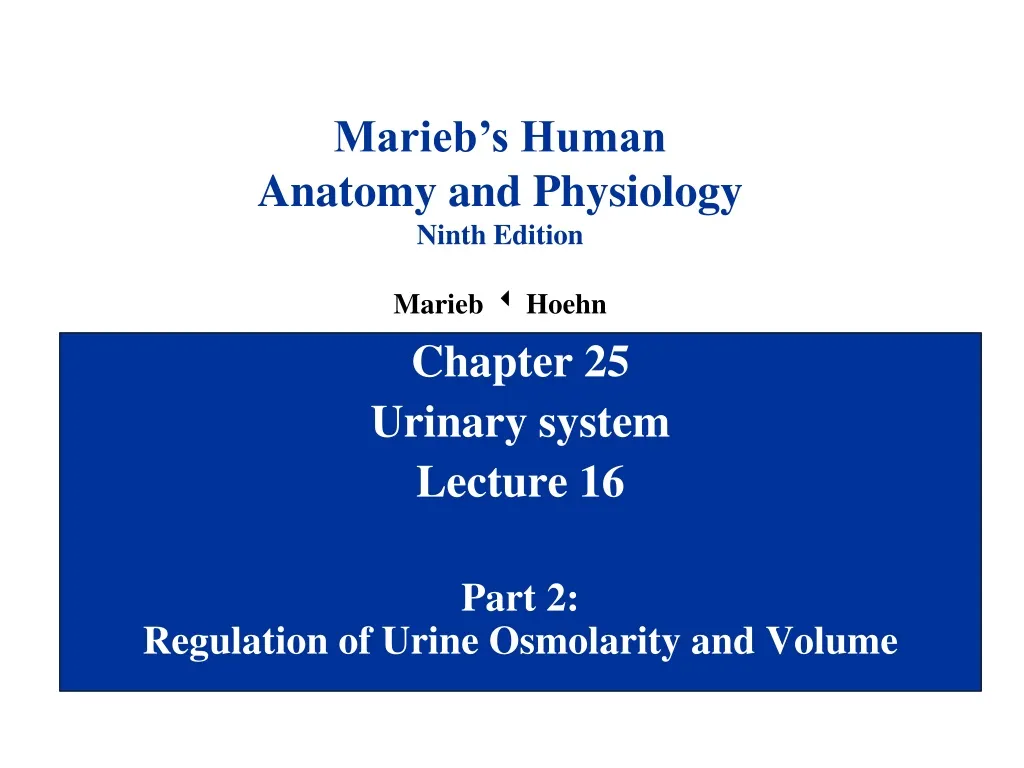 chapter 25 urinary system lecture 16 part 2 regulation of urine osmolarity and volume