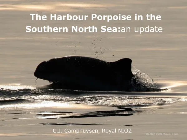 Harbour Porpoises in the Southern North Sea