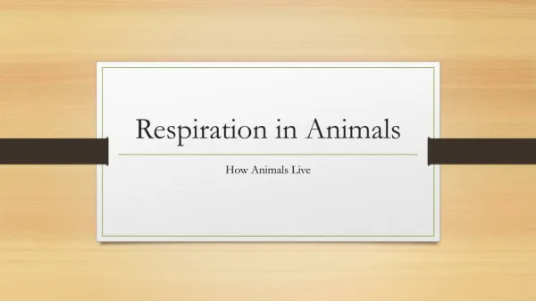 Respiration in Animals