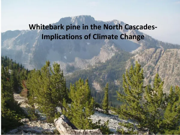 Whitebark pine in the face of Climate Change
