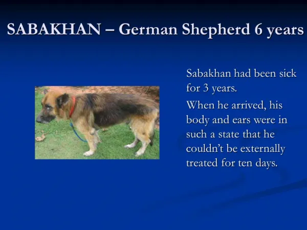 SABAKHAN German Shepherd 6 years
