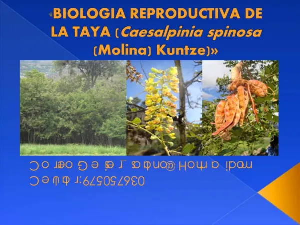 BIOLOGIA REPRODUCTIVA DE LA TAYA Caesalpinia spinosa Molina Kuntze